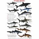 Waterproof Dangerous Creature Identification Card image number 1
