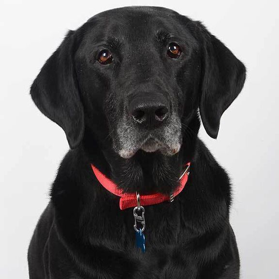 S-Biner Dog TagLock image number 1