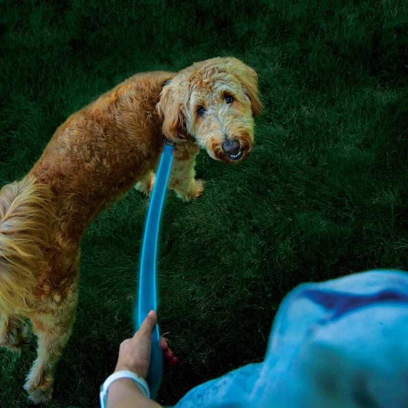 Nite Ize NiteDog™ Rechargeable LED Leash