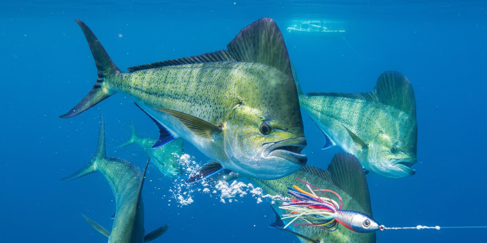 Mahi-mahi showing vibrant colors alongside an offshore fishing boat