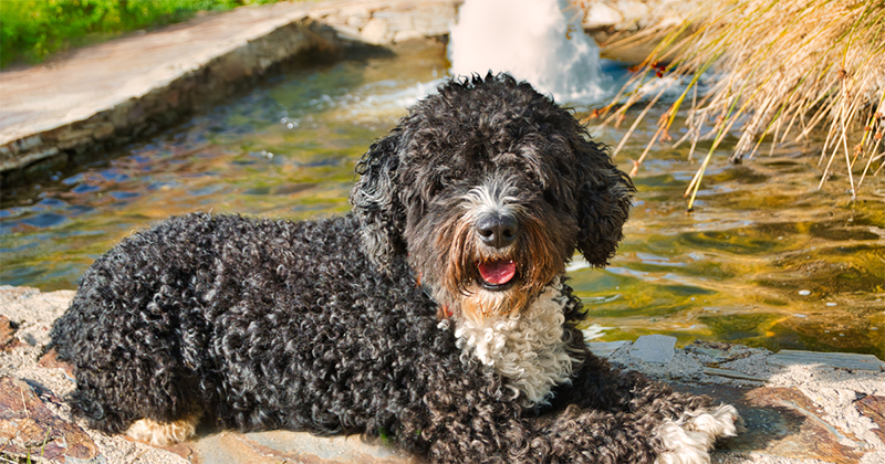 picture of a spanish water dog