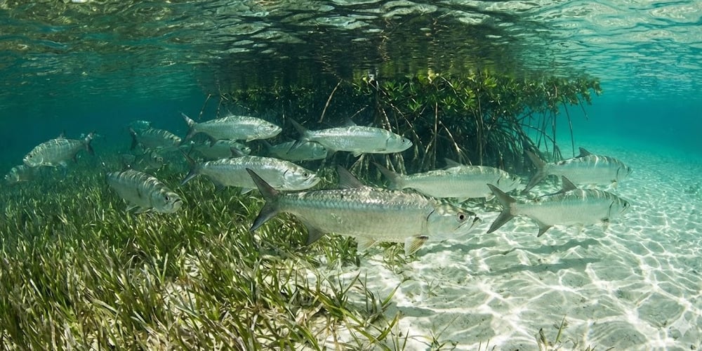 Tarpon jumping out of water after being hooked by an angler
