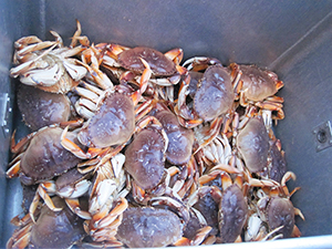 a load of dungeness crab
