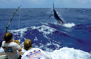 Two anglers reeling in a large black marlin