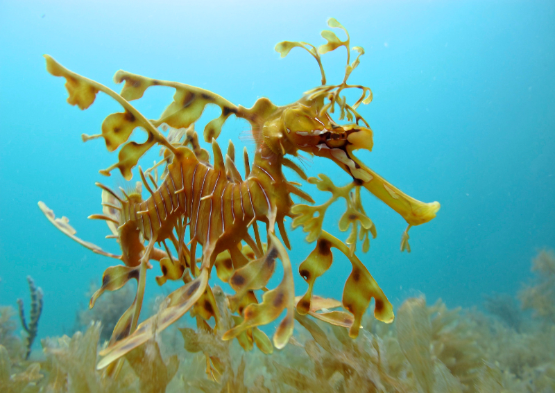 leafy seadragon floating near kelp