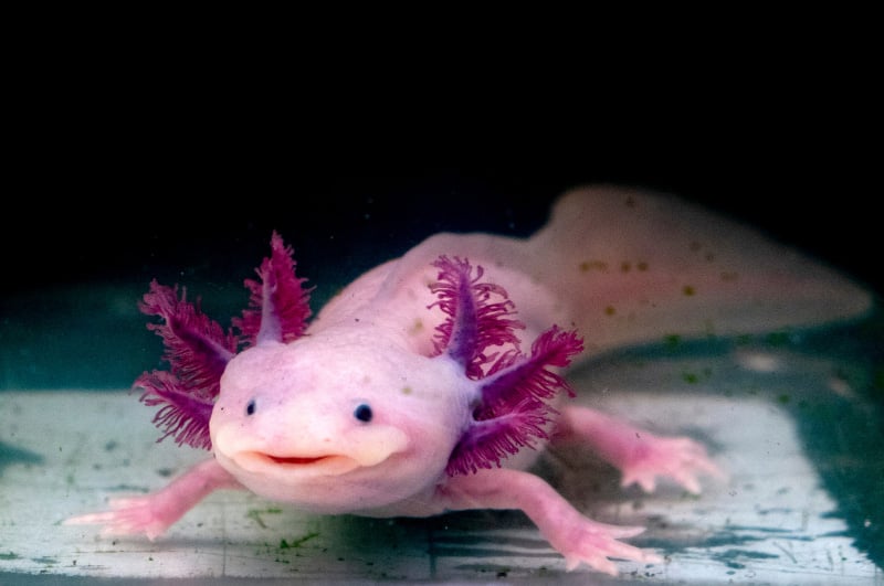 axolotl walking along the bottom