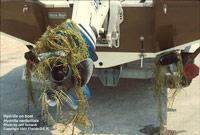 Hydrilla wrapped around the propeller of a boat