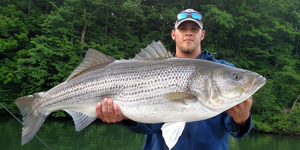 Striped bass caught in a coastal river during spring migration run