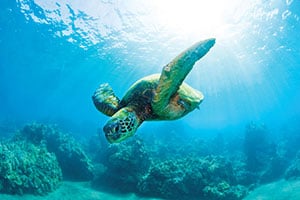 Sea turtle swimming
