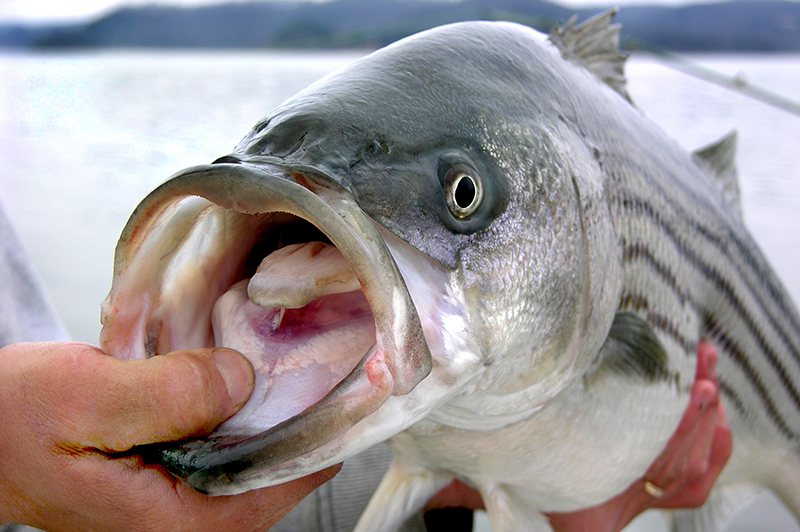 Big striped bass held up facing camera