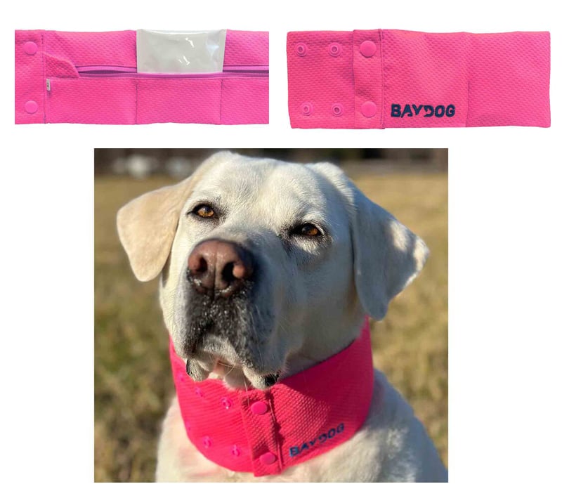 Dog wearing cooling collar