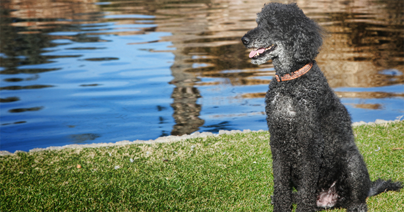 picture of a standard poodle