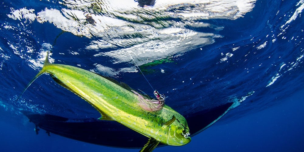 Mahi-mahi fish underwater in offshore blue water