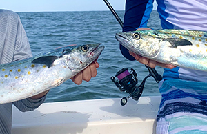 Close shot of two Spanish mackerel facing each other.