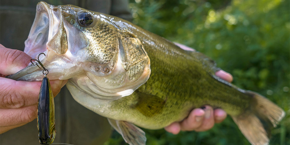 Largemouth bass caught on a soft plastic lure near submerged dock cover