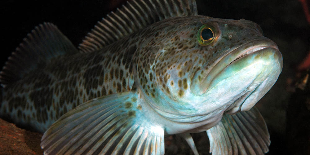 Regional Angling Advice: How to Catch Lingcod in California