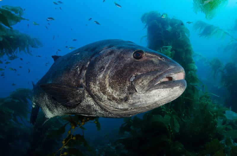 giant sea bass in a kelp forest