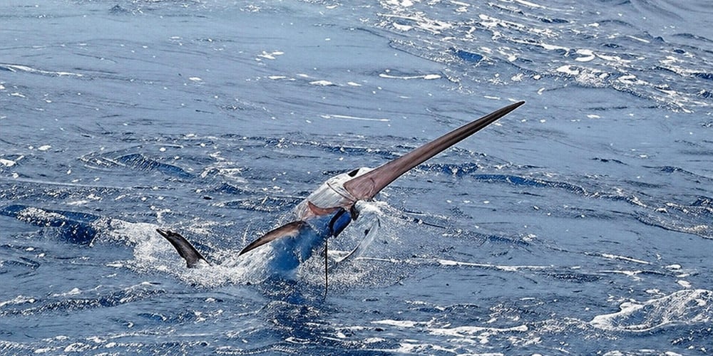 Hooked swordfish out of water trying to shake hook