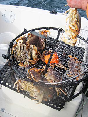 crabs caught in a crab pot