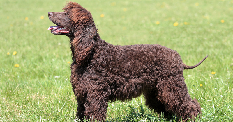 picture of an irish water spaniel