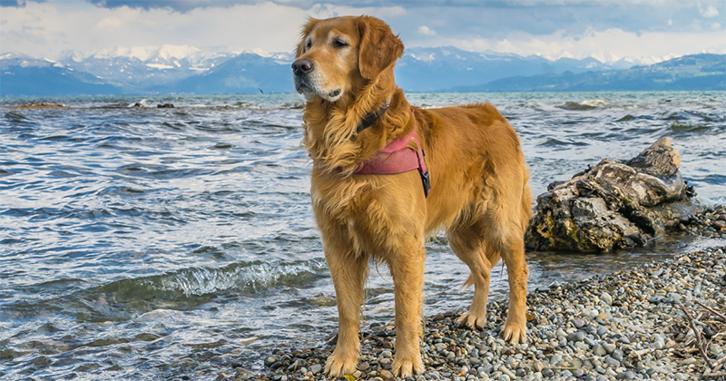 picture of a labrador retriever