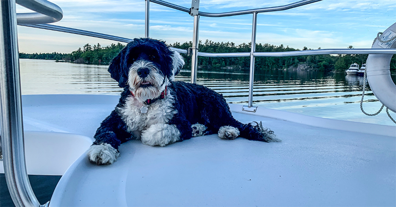 picture of a portguese water dog