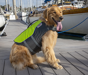 Dog standing on dock wearing life jacket