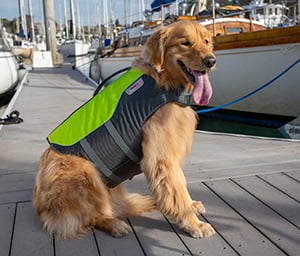 Dog standing on dock wearing life jacket