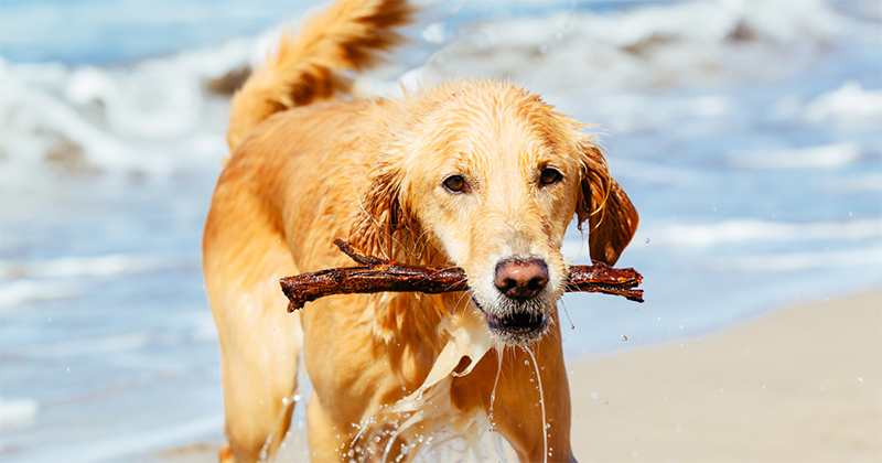 picture of a golden retriever carrying a stick