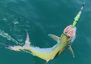Spanish mackerel with lure hooked on lip being pulled out of water.