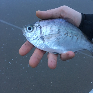 Regional Angling Advice - How to Catch Surfperch, West Marine