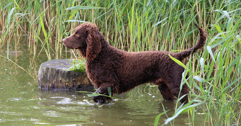 picture of a american water spaniel