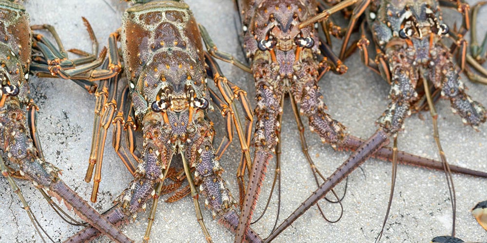 How to Catch Florida Lobster West Marine