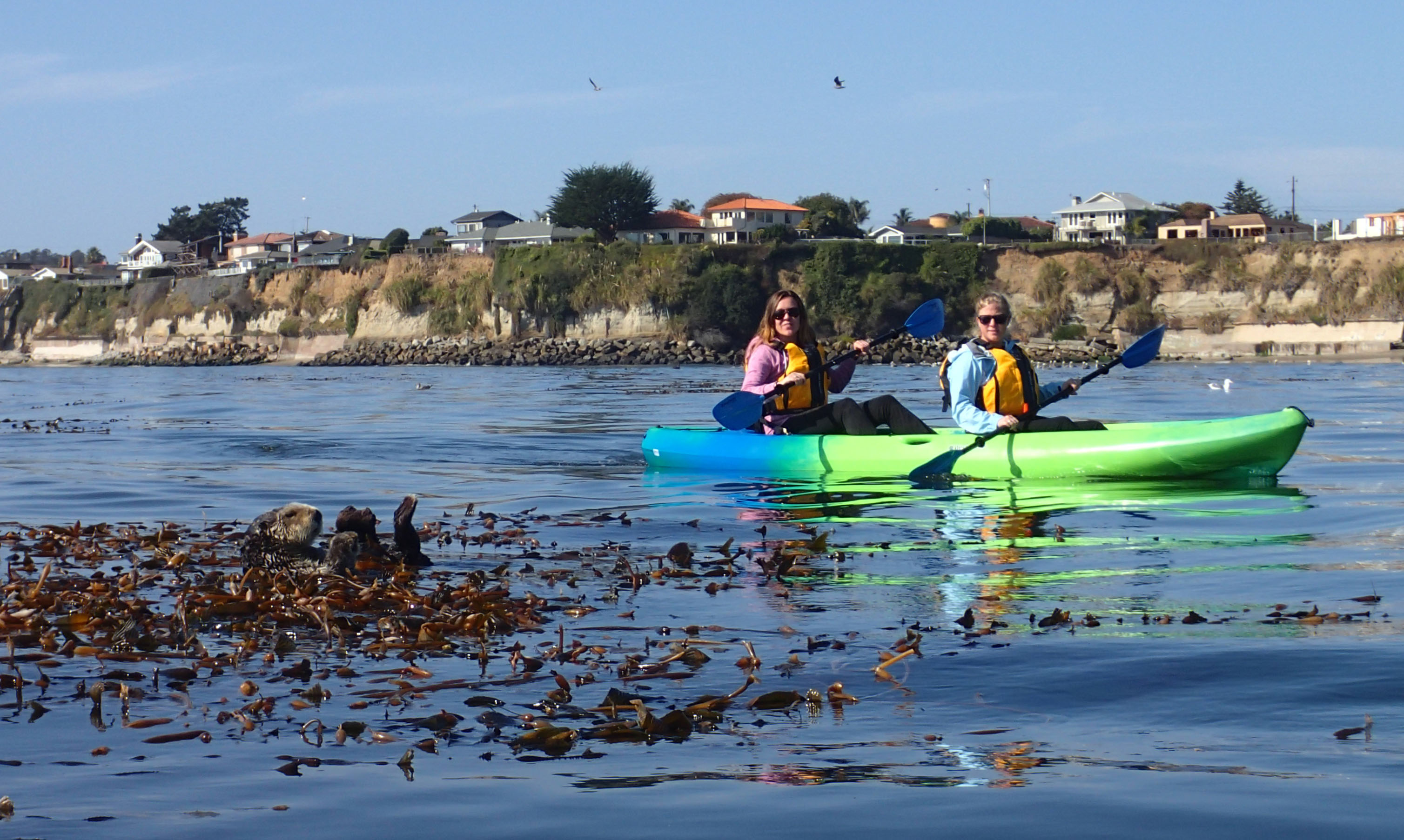 Two kayakers close to sea otters