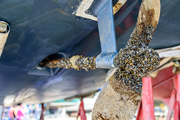 Zebra Mussels on a propeller