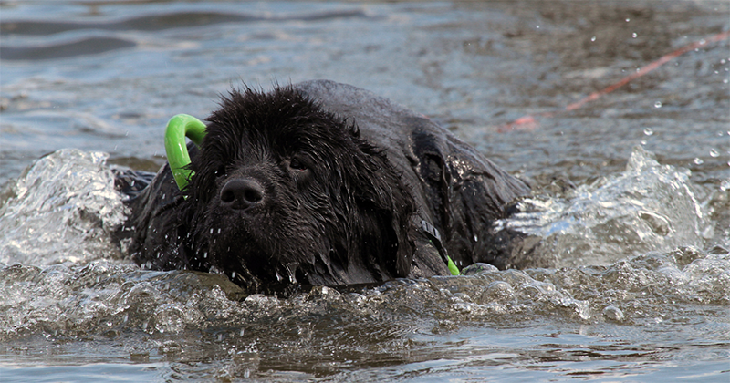 image of a newfoundland