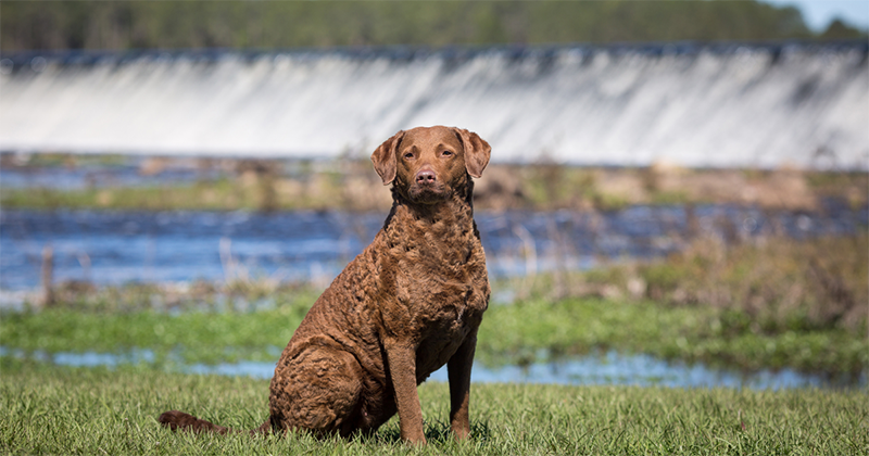 picture of a chesapeake bay retriever
